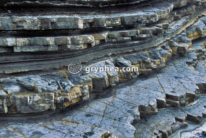Plis dans les flyschs de la Pointe Sainte-Barbe - détail (Saint-Jean de Luz, pays basque) - gryphea.org